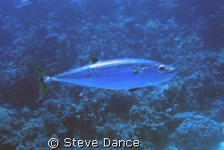 One of a number of Tuna. They move so fast it's difficult... by Steve Dance 